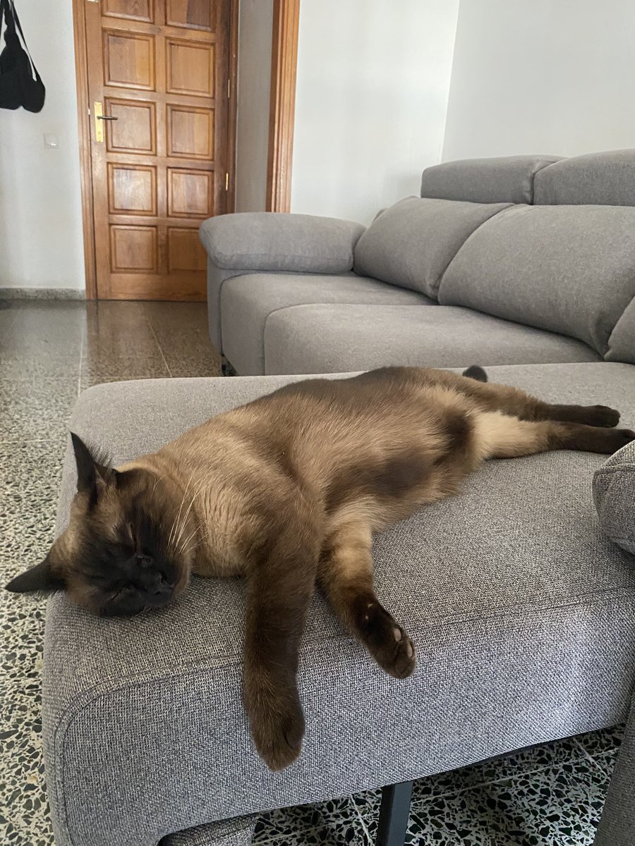 arratttt's tweet photo. @twaniimals Unos bebotes https://t.co/ZjPvLE6wfB