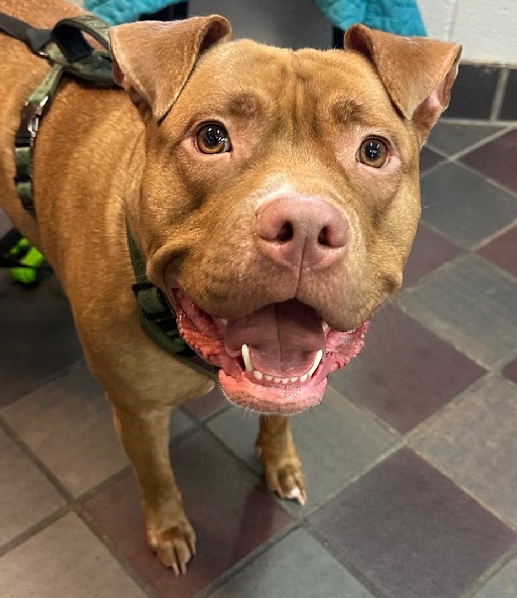 Canela 197114 arrived in NYCACC just APRIL 14 for the reasons 'kids not caring for animal'. On Saturday April 20 she could lose her life. Just 2 years old and she's so terrified to come out of her kennel, with whale eyes she thrashes to avoid the leash. A friendly girl who is
