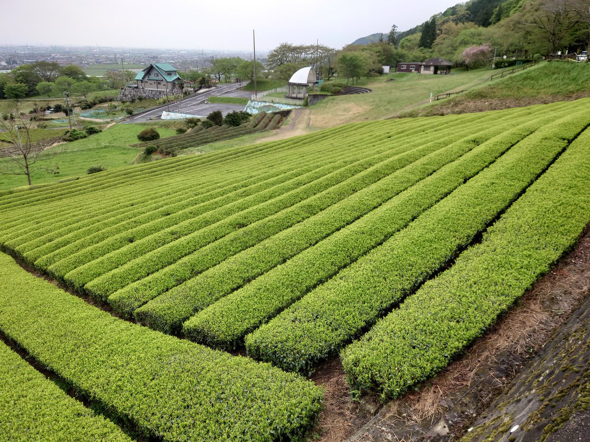茶畑ページ hqdefault.jpg