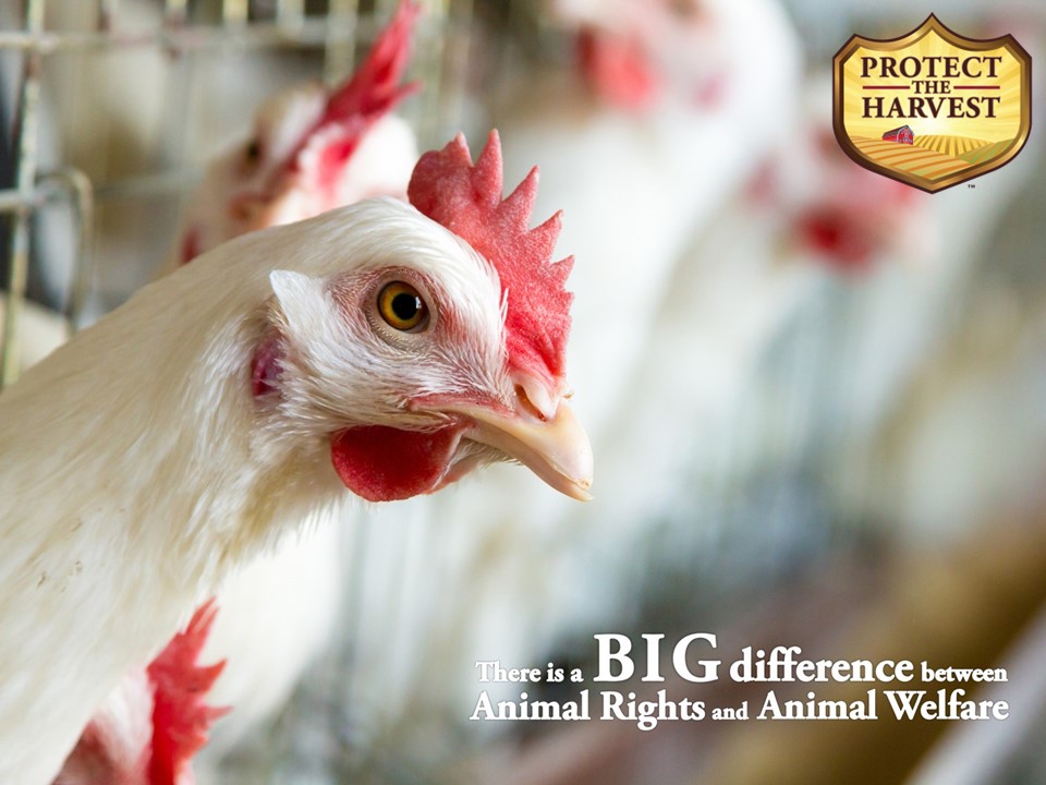 Animal Welfare vs Animal Extremism: there is a huge difference; know the facts.
#animalextremism #animalwelfare #animalextremism
protecttheharvest.com/what-you-need-…