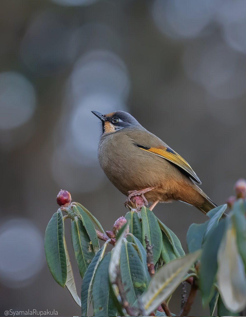 #indiaves #ThePhotoHour #BirdsOfTwitter #TwitterNatureCommunity #wildplanet #wildlife #BBCWildlifePOTD  #BirdsSeenIn2024 #NatureIn_Focus #birdtwitter #birds #natgeoindia Variegated Laughingthrush