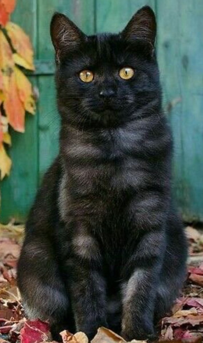 Honestly cat species 

me-Oriental shorthair , bf- Maincoon, bestie- Tabby