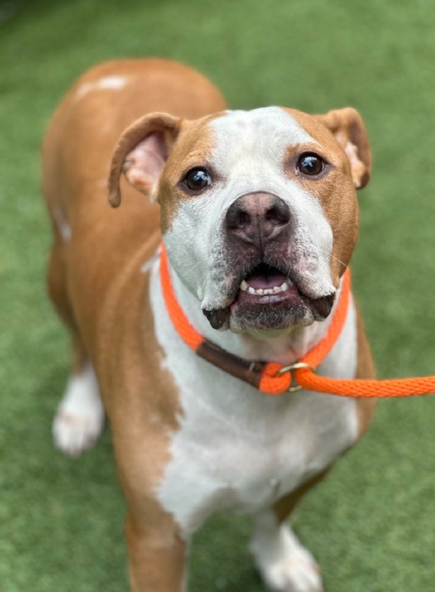 Spoony's 196341 family is leaving the country, so after arriving just April 6 he's now TBK Saturday in NYCACC. Five years old and described as very obedient and protective, he loves car rides and cuddles and is good with kids and dogs. He's so scared and his defensive behavior…