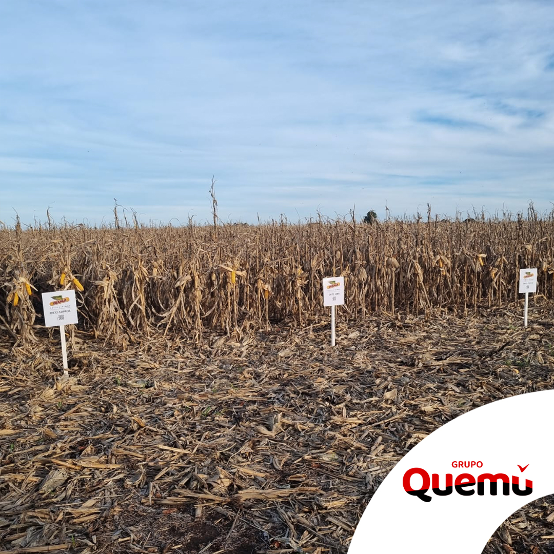 Capacitación del Equipo Comercial de Grupo Quemú junto a expertos de Bayer en el CTB General Villegas. 🌽
Posicionamiento y manejo de las estrategias de herbicidas Bayer, alcance y captura de datos con la tecnología Fieldview y posicionamiento técnico y  portfolio Dekalb 2024