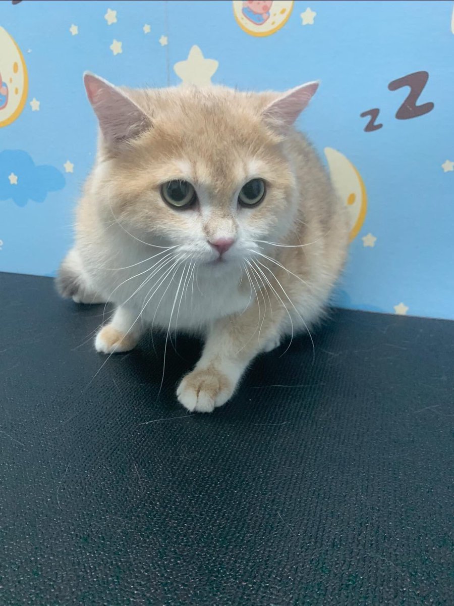 BIsbeebee's tweet photo. อาบไป ดิ้นไป
อาบยากที่สุดในร้าน
คนอื่นอาบ 1 ชม. 
วินเทอร์ผ่านไป 2 ชม. ก็ยังไม่เสร็จ 😅
#winterthecatboy https://t.co/DduFYWpL6p