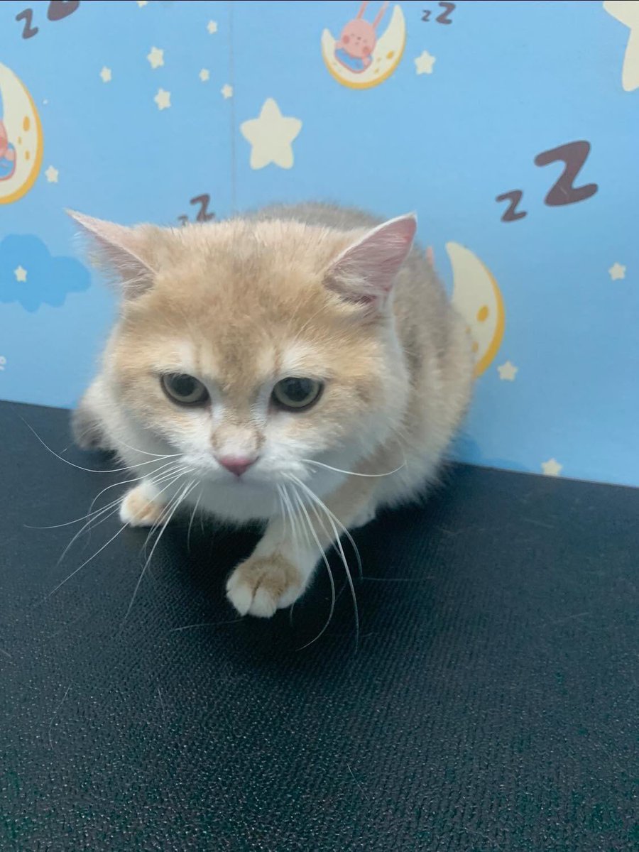 BIsbeebee's tweet photo. อาบไป ดิ้นไป
อาบยากที่สุดในร้าน
คนอื่นอาบ 1 ชม. 
วินเทอร์ผ่านไป 2 ชม. ก็ยังไม่เสร็จ 😅
#winterthecatboy https://t.co/DduFYWpL6p