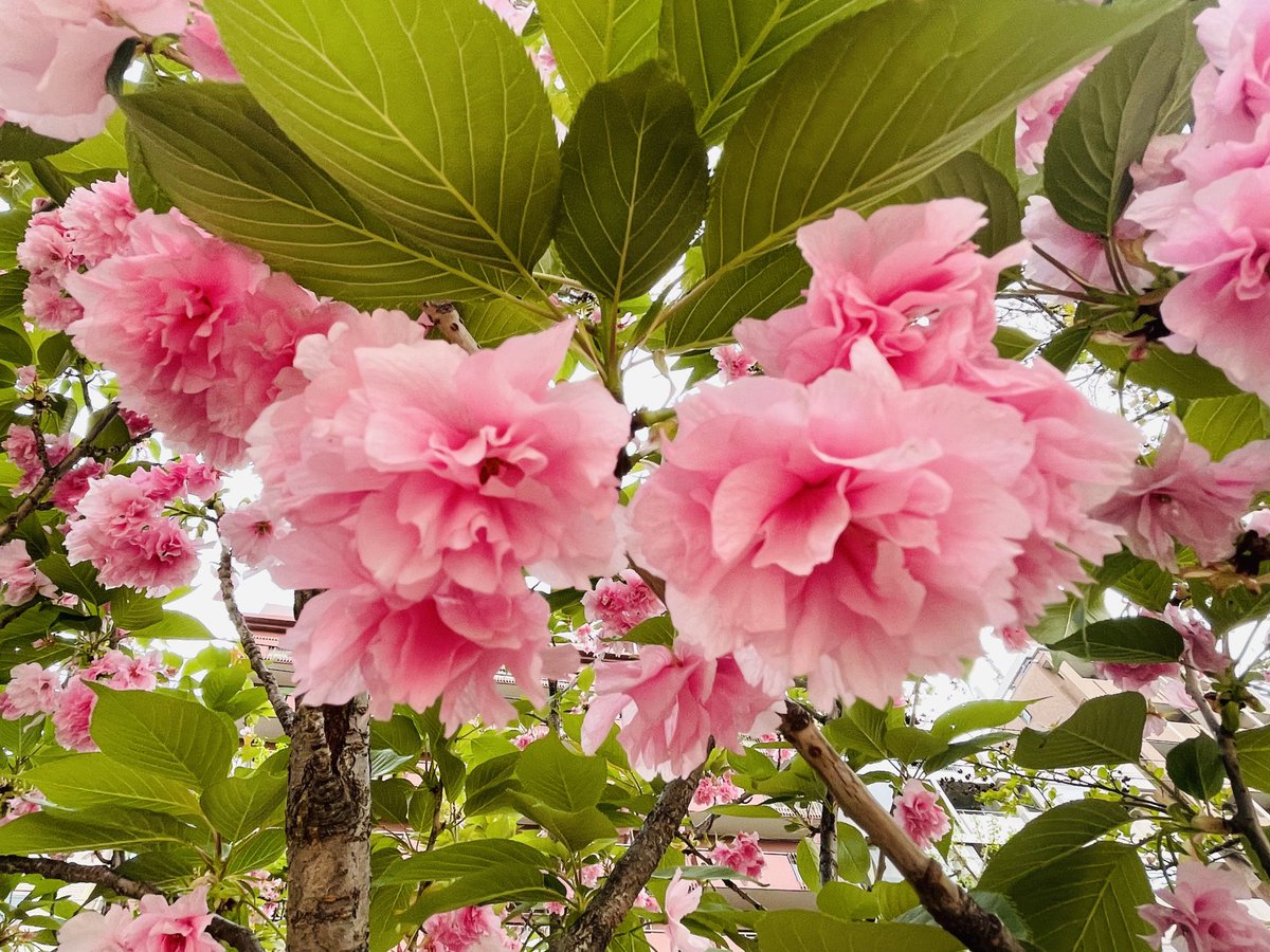 #カンザン #関山 #flowers #flowerstagram #flowerlovers #pinkflowers #naturephotography #nature #道端の人 #naturelovers #spring