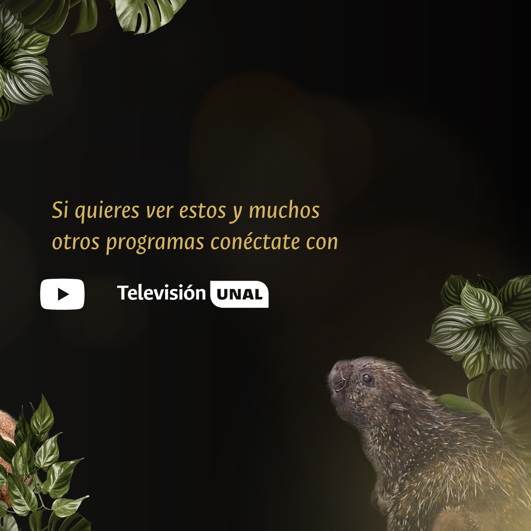 Nos complace anunciar que la serie URRAS ¡Guardianes de la Fauna! ha sido galardonada en los premios India Catalina 2024 en la categoría Mejor Producción Universitaria🏆🎥 ¡Celebremos juntos! Esperamos seguir inspirando con el trabajo de toda la comunidad. #ORGULLOUNAL