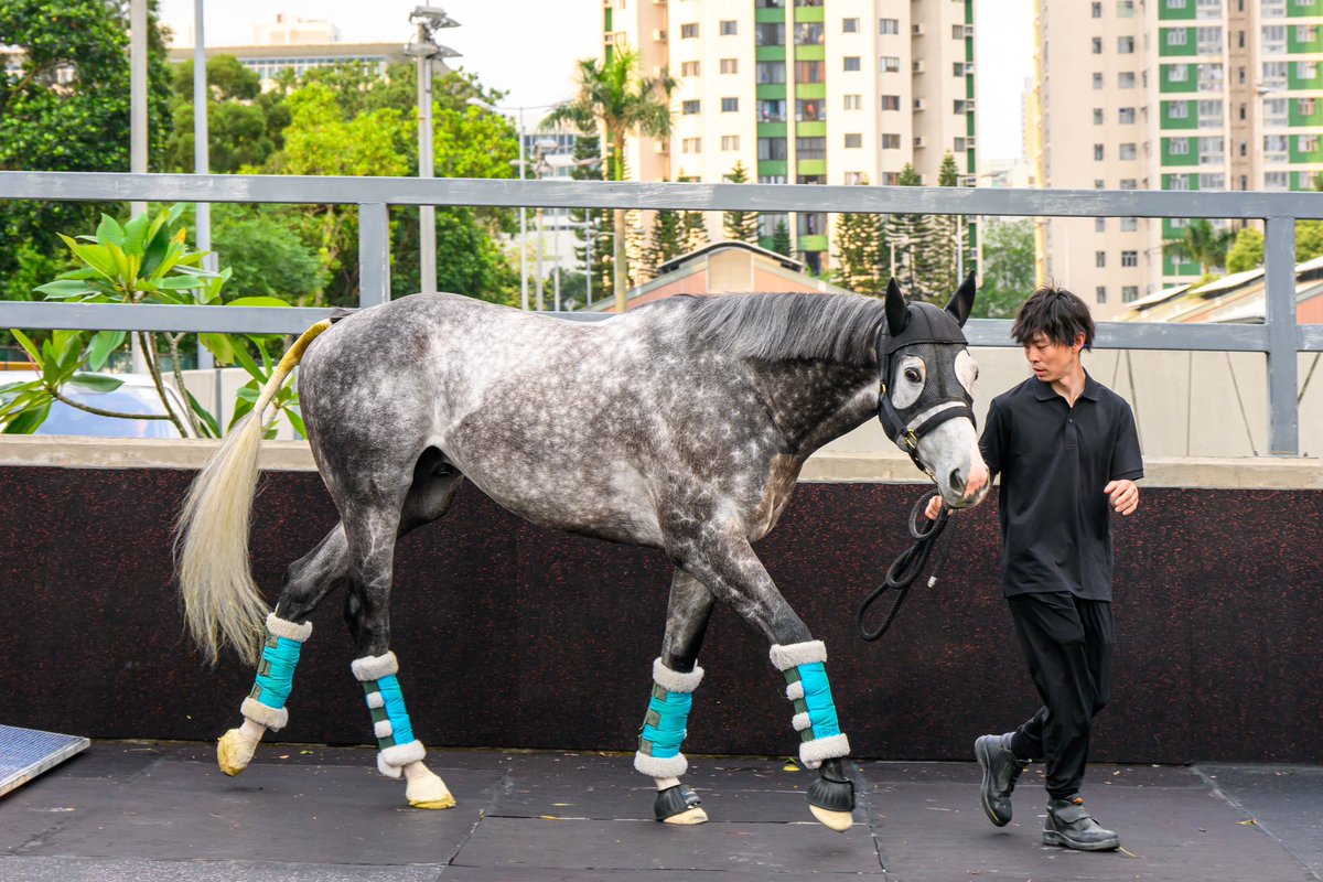 👋 Mad Cool! 🛬 #マッドクール 🎌 | #競馬 | @JRA_WorldRacing