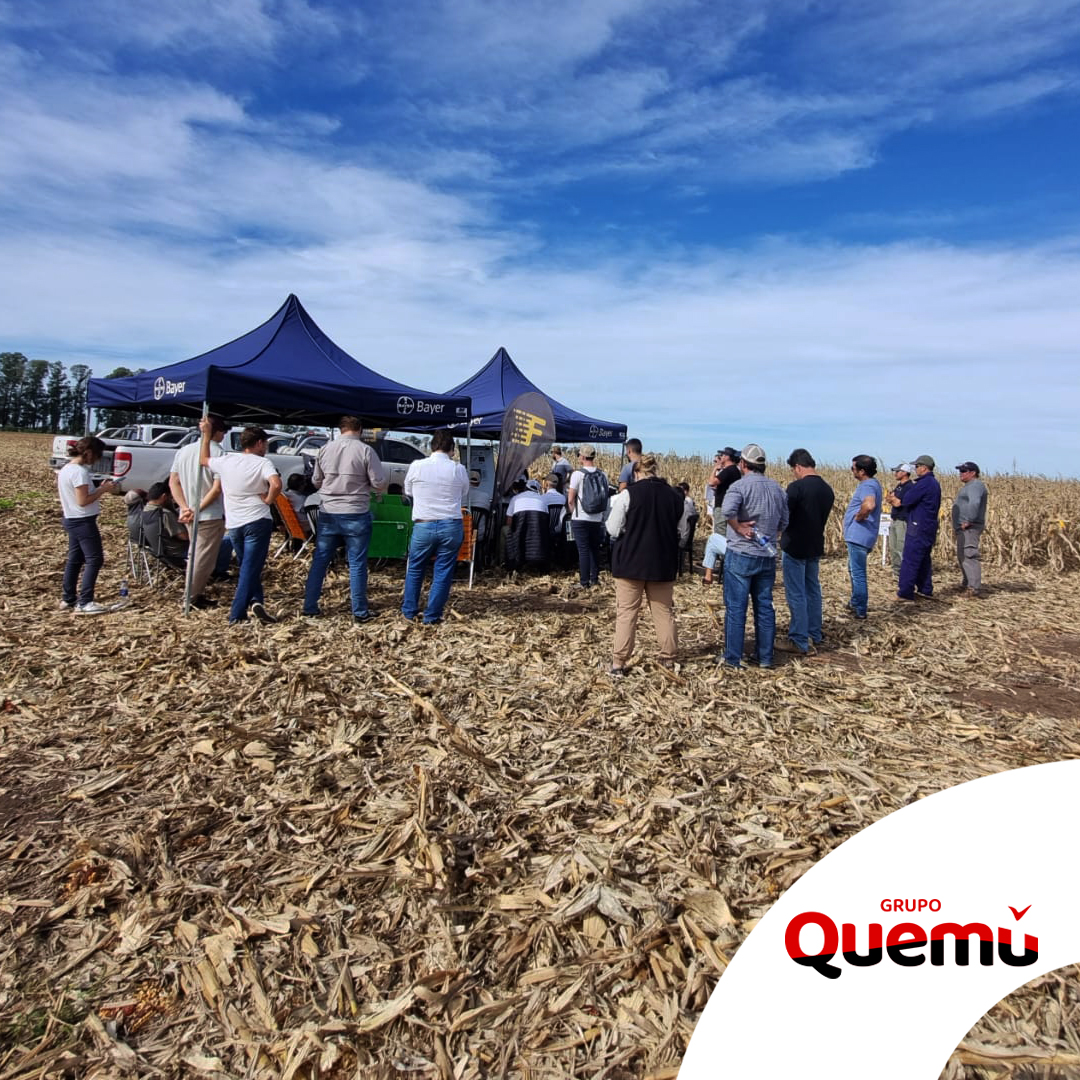 Cereales Quemú de Grupo Quemú tweet media