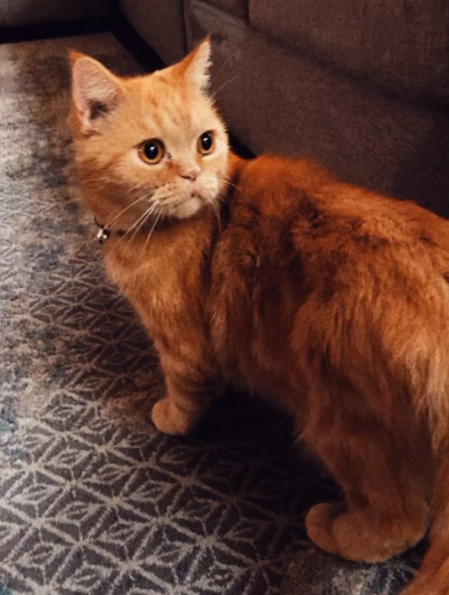 HellWasFunn's tweet photo. Garfield has been missing in sanad since yesterday night, hes wearing a black and orange collar with a small bell, please contact me 37173313 if you see him https://t.co/Qtaicf5cXe
