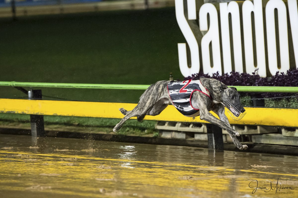 Austscapes's tweet photo. Past the post photos from Sandown 18th April 2024 can be viewed, and purchased, from the following link https://t.co/1Ofoz042e2
@GRV_News  @sandowndogs  @DimityMaher @RacingGreyhound  @GreyRecorder  @peitae https://t.co/tjF58s5NR2