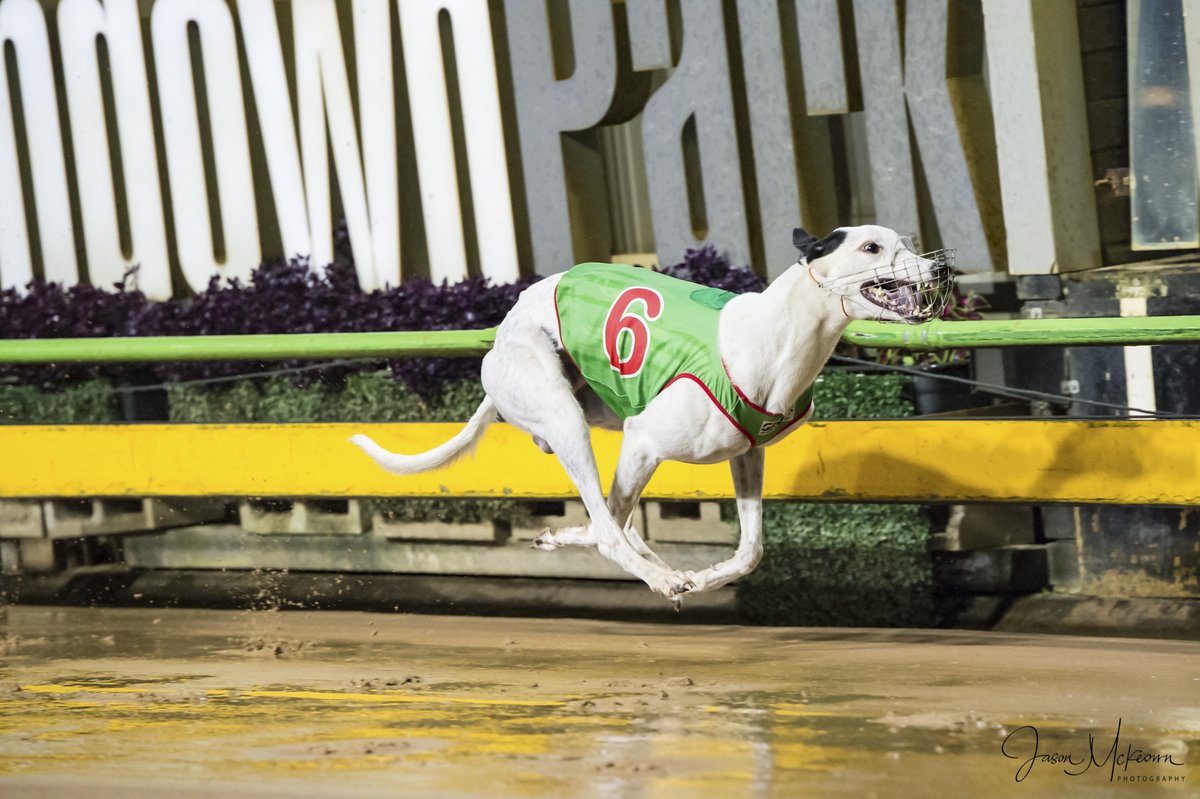 Austscapes's tweet photo. Past the post photos from Sandown 18th April 2024 can be viewed, and purchased, from the following link https://t.co/1Ofoz042e2
@GRV_News  @sandowndogs  @DimityMaher @RacingGreyhound  @GreyRecorder  @peitae https://t.co/tjF58s5NR2