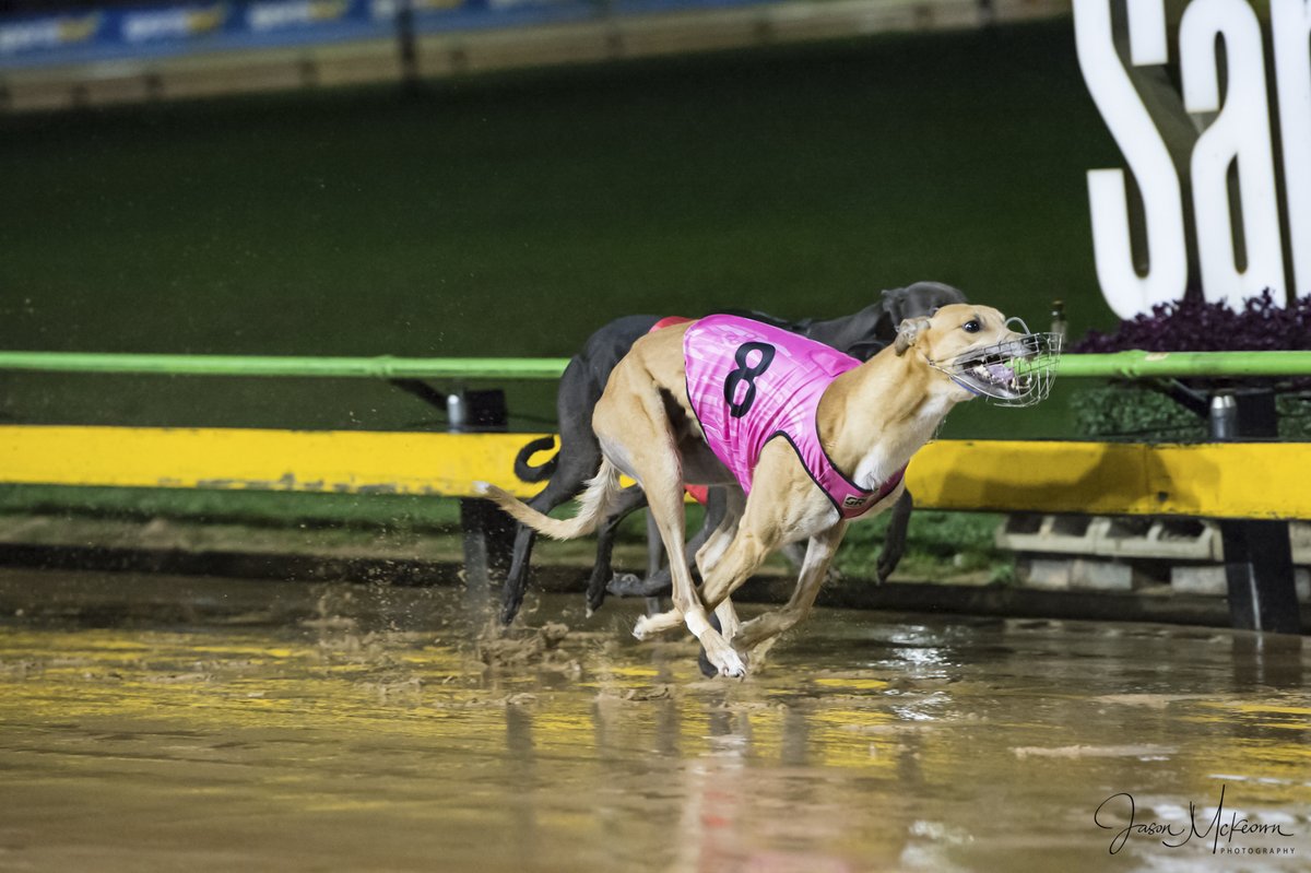 Austscapes's tweet photo. Past the post photos from Sandown 18th April 2024 can be viewed, and purchased, from the following link https://t.co/1Ofoz042e2
@GRV_News  @sandowndogs  @DimityMaher @RacingGreyhound  @GreyRecorder  @peitae https://t.co/tjF58s5NR2