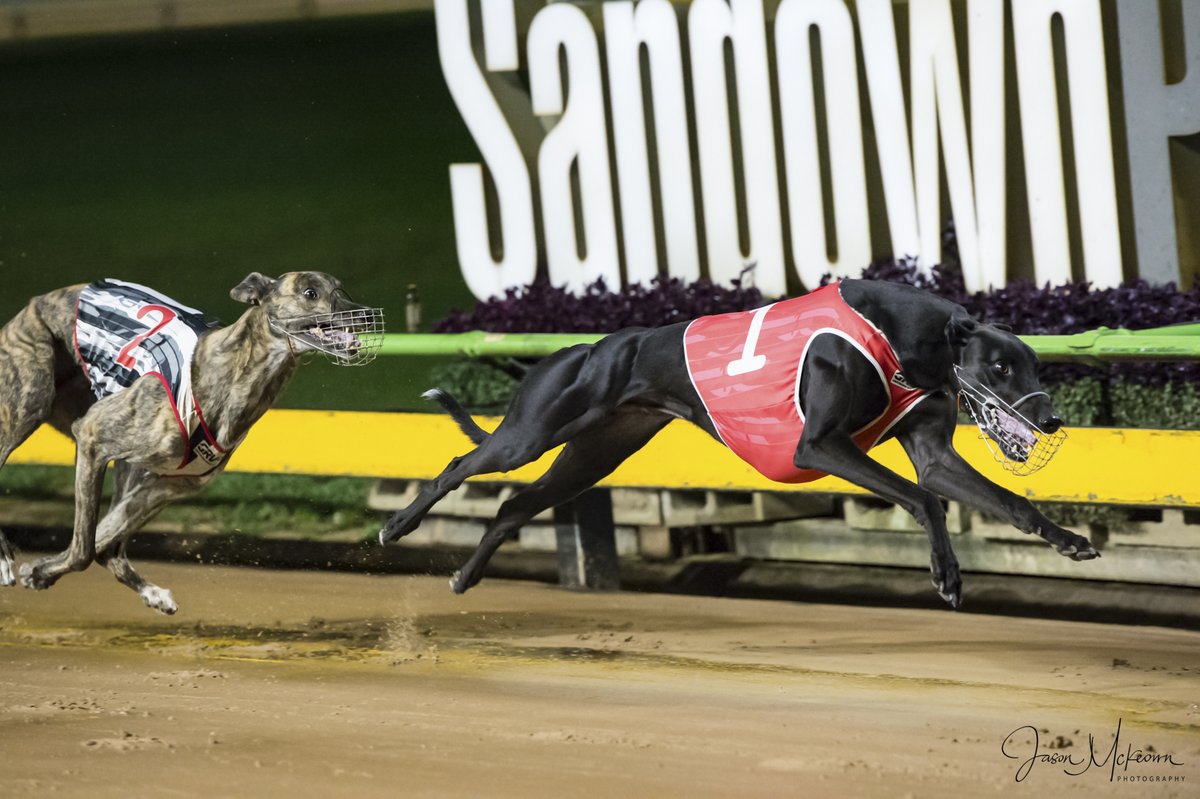 Austscapes's tweet photo. Past the post photos from Sandown 18th April 2024 can be viewed, and purchased, from the following link https://t.co/1Ofoz042e2
@GRV_News  @sandowndogs  @DimityMaher @RacingGreyhound  @GreyRecorder  @peitae https://t.co/tjF58s5NR2