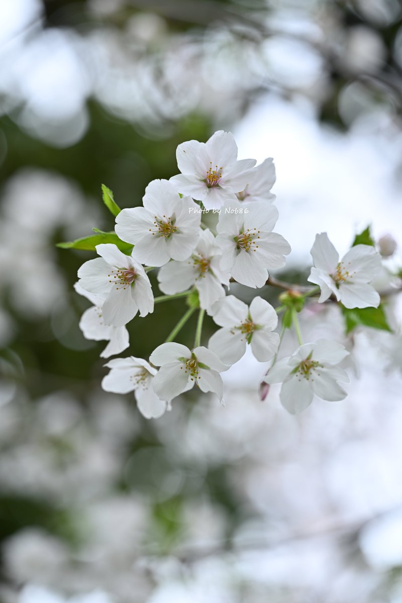 桜とキラキラ 縦構図 Nikon Z8 + Z MC 105mm f/2.8 VR S 3569 #桜 #ソメイヨシノ#私とニコンで見た世界