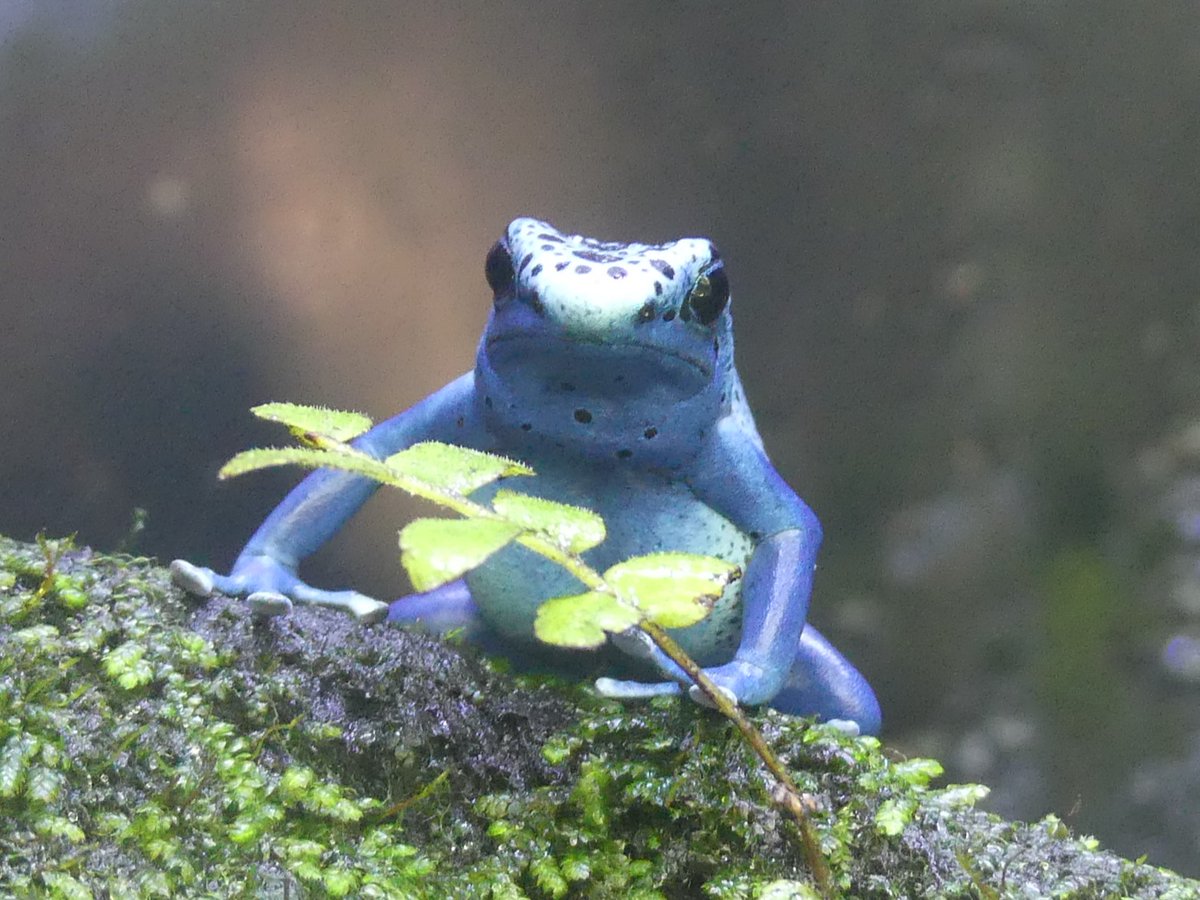 おはようございます。
今朝の動物たちの様子をお届けします。

#アイゾメヤドクガエル (コバルトヤドクガエル型)
#朝の上野動物園