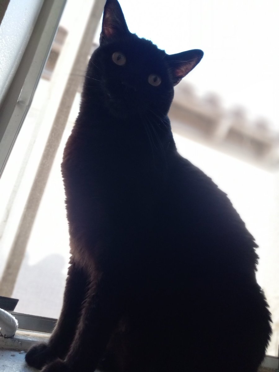lawwizards's tweet photo. Check out this post on Nextdoor:  Help me find Samson!
https://t.co/yhOmJkecbG https://t.co/MWZlqpgwHd