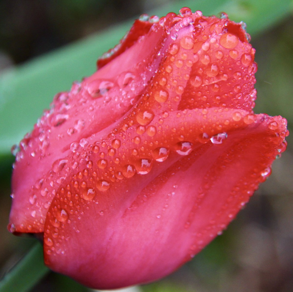 Spring rain