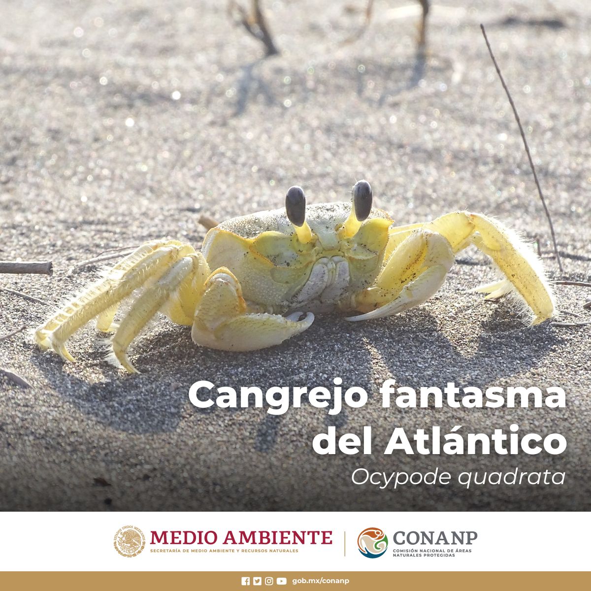 El #CangrejoFantasma del Atlántico (Ocypode quadrata) es conocido así por su color pálido y su comportamiento nocturno. 🦀🌙👻 Este pequeño crustáceo se caracteriza por la forma cuadrada de su caparazón y por comunicarse usando sonidos, como golpear el suelo. 🌊🐚🪸🌿🏖️