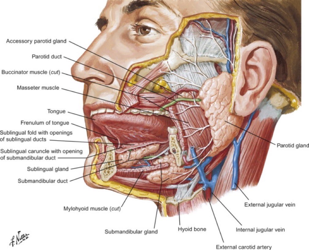 عن طب الأسنان | AboutDent (@aboutDent) on Twitter photo 2024-04-19 00:29:25