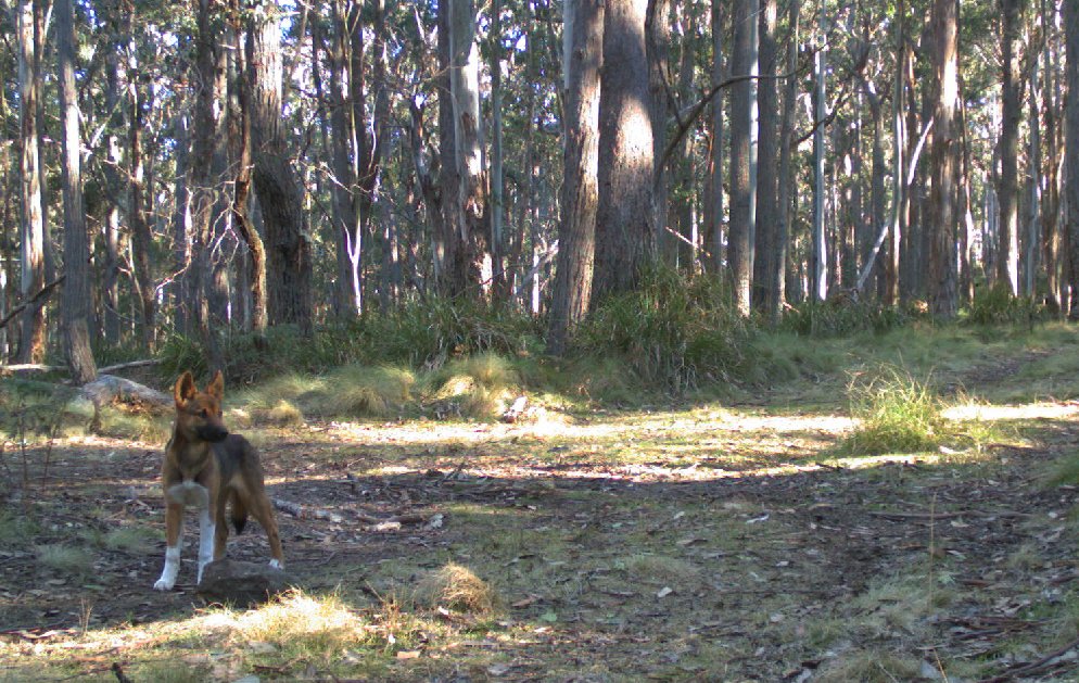 Big forest for a lone #dingo pup.