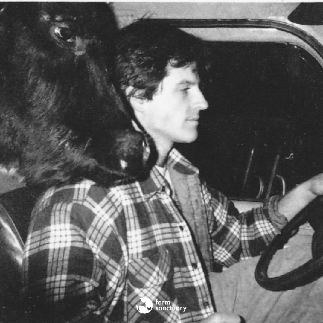 We love this 1980s throwback photo of Farm Sanctuary President and Co-founder @genebaur driving a calf rescued from an abuse case on a veal farm to safety!