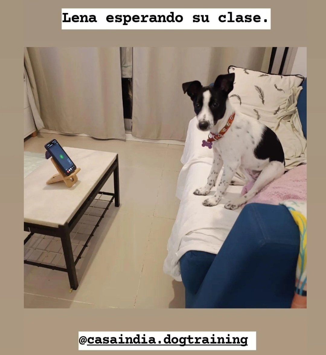 beluu14's tweet photo. Jueves de #ClasesSolidarias y así esperaba Lena ♥️ @lagarzasosa_ https://t.co/Zc7rwcSGiT