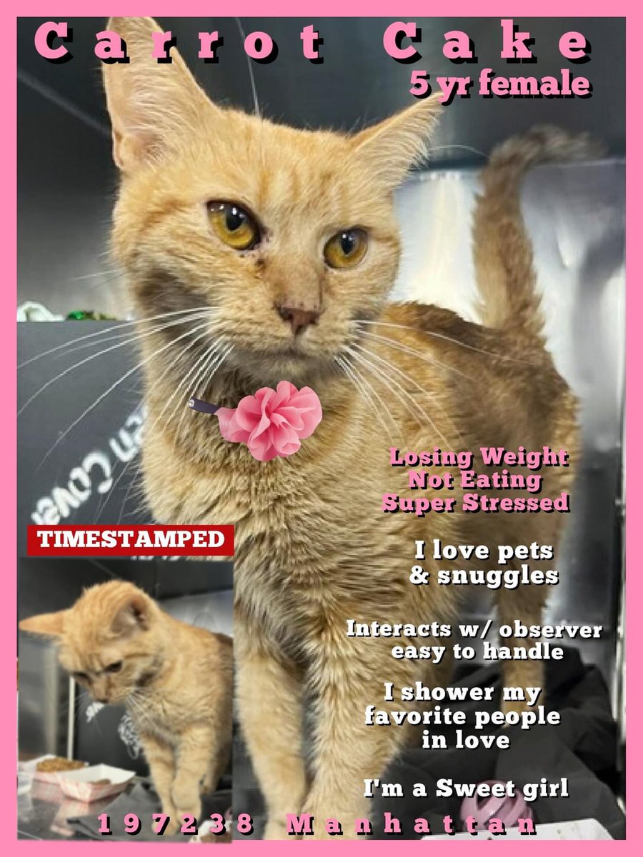 🆘Please RT-adopt-foster! 🆘 CARROT CAKE is on the “emergency placement” list at #ACCNYC and needs out of the shelter by 12 NOON 4/20! #URGENT #NYC #CATS #NYCACC #TeamKittySOS #AdoptDontShop #CatsOfTwitter newhope.shelterbuddy.com/Animal/Profile…