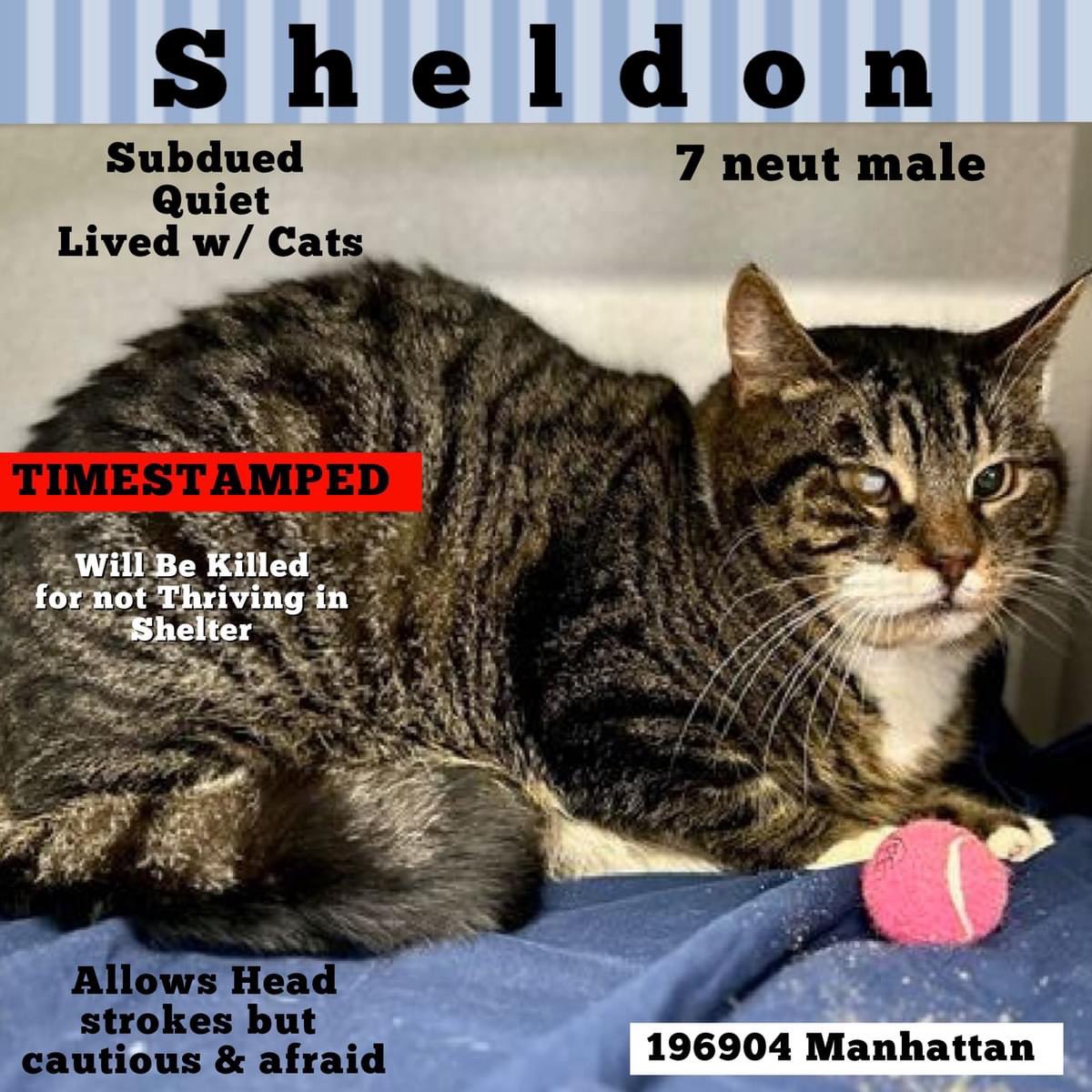 🆘Please RT-adopt-foster! 🆘 SHELDON is on the “emergency placement” list at #ACCNYC and needs out of the shelter by 12 NOON 4/20! #URGENT #NYC #CATS #NYCACC #TeamKittySOS #AdoptDontShop #CatsOfTwitter newhope.shelterbuddy.com/Animal/Profile…