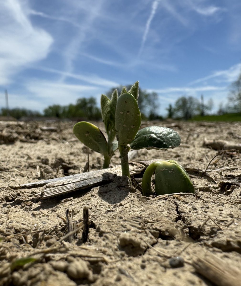 Update on the soybeans planted on March 25th!

Dyna-Gro beans + Equity Vayo + Saltro + Awaken Flowboost  #plant2024
⁦<a href="/NutrienAgRetail/">Nutrien Ag Solutions</a>⁩ ⁦<a href="/NutrienEast/">Nutrien Ag Solutions-East</a>⁩ ⁦<a href="/DynaGroSeed/">Dyna-Gro Seed</a>⁩ ⁦<a href="/growloveland/">Loveland Products</a>⁩ ⁦<a href="/GretaGrayHacker/">Greta Gray</a>⁩ ⁦<a href="/AGRICENLIFER/">Stephen Sexton</a>⁩