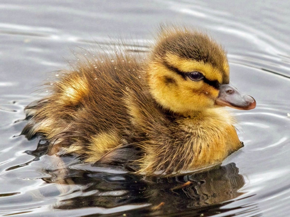 This Mallard duckling is one of seven that recently hatched on a nearby Park Avenue roof and were brought to Central Park's Conservatory Water, where they now swim with their parents and will spend many weeks growing up. 🦆 ❤️ 🦆