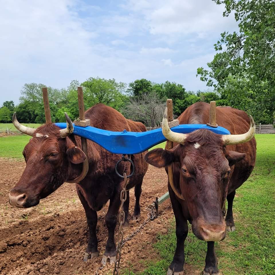 The boys look good in blue!

First time out with the newly finished yoke, raising seed beds for cotton and cowpeas.

#livinghistory  #oxen #txtimetravel