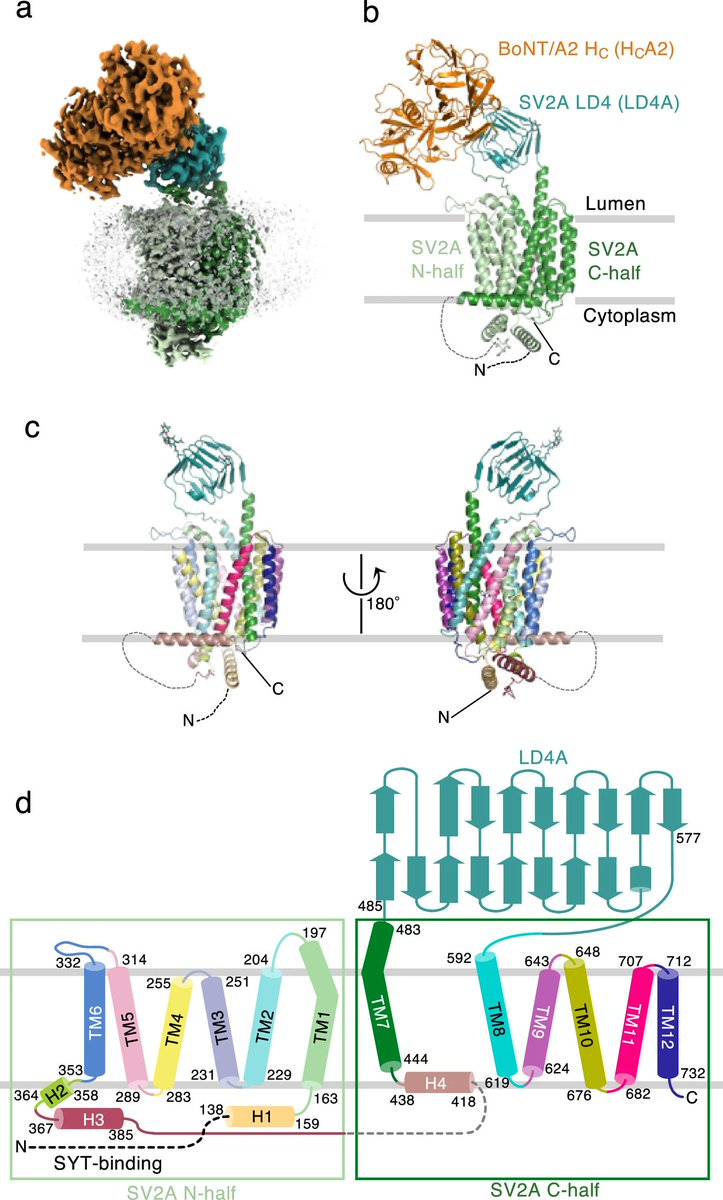 Structural basis for antiepileptic drugs and botulinum neurotoxin recognition of SV2A | Nat Commun doi.org/10.1038/s41467…