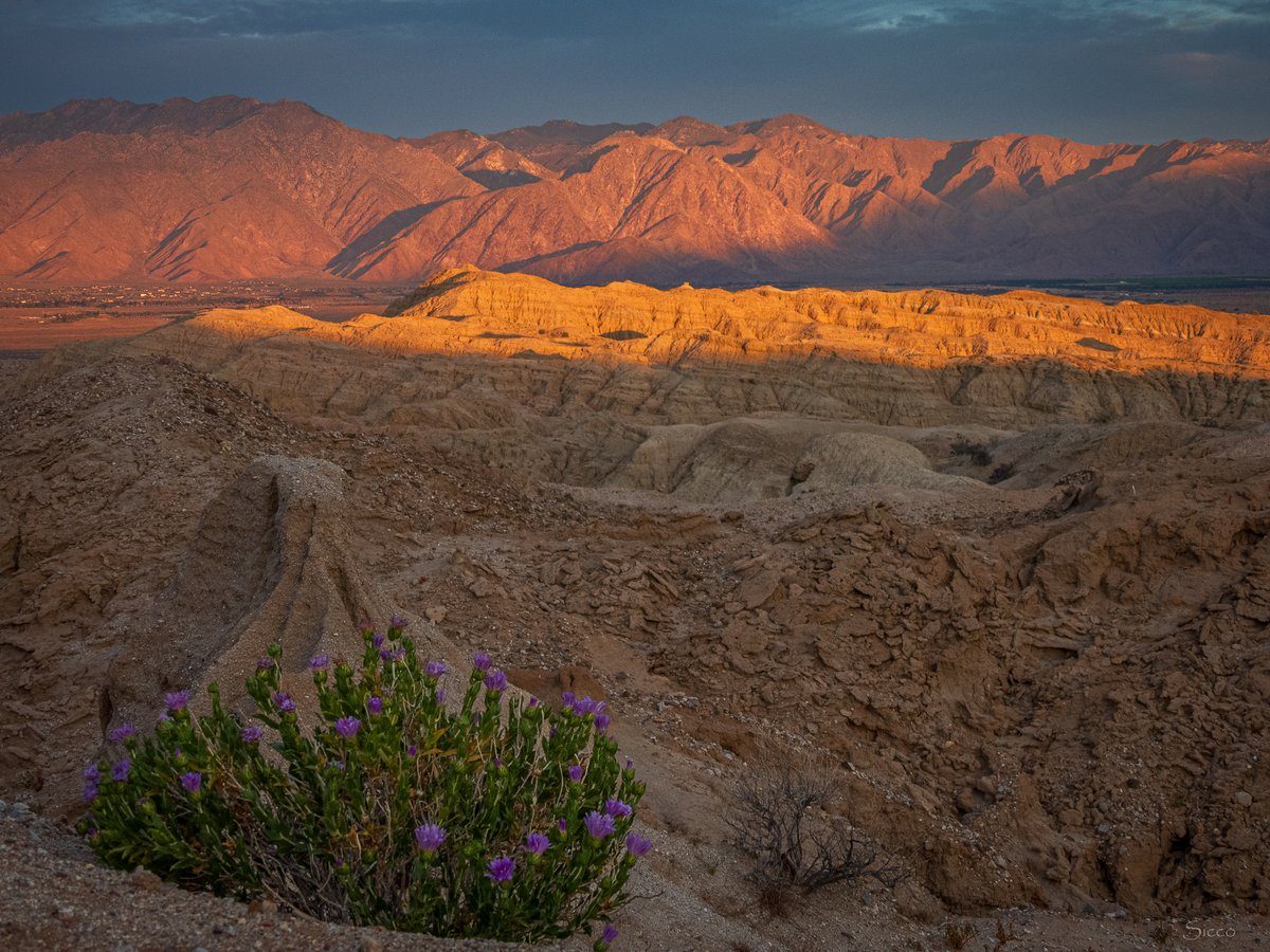 Sunrise in the Borrego Badlands near Inspiration Point this morning. A flowering orcutt's woodyaster (xylorhiza orcuttii) in the foreground (Photo: Sicco Rood).