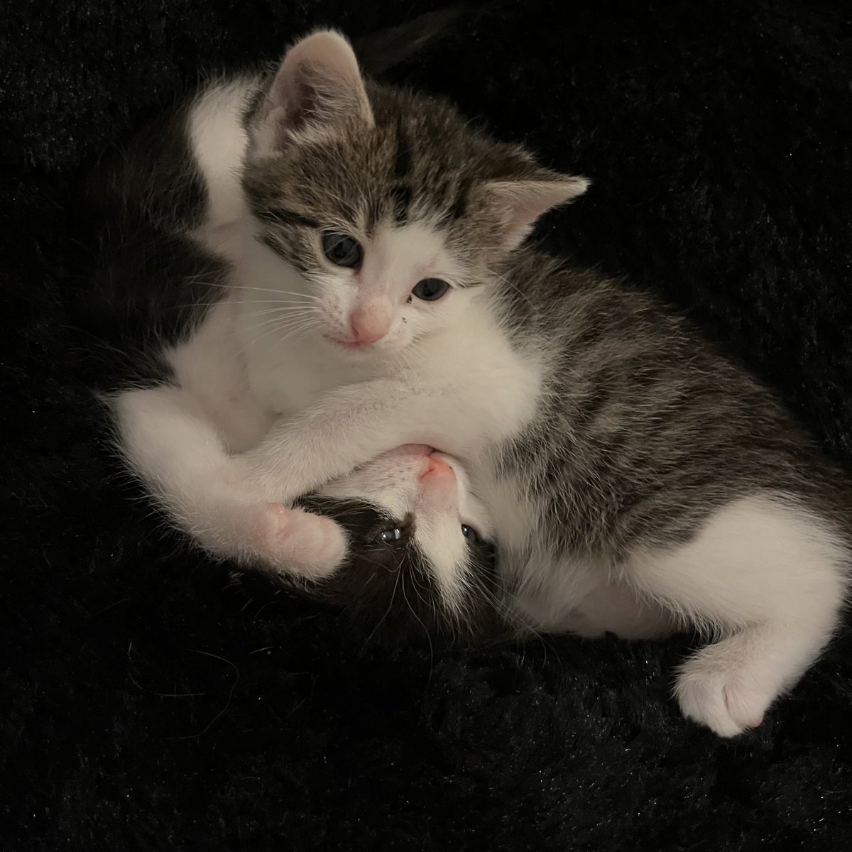 They look so peaceful… NOT! 🤣 #Kernel #Butter #Kittens #CatsOfTwitter