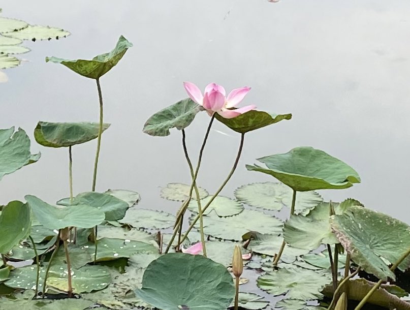 Be like a lotus. Let the beauty of your heart speak. Be grateful to the mud, water, air and the light.
~Amit Ray
Nonviolence: The Transforming Power