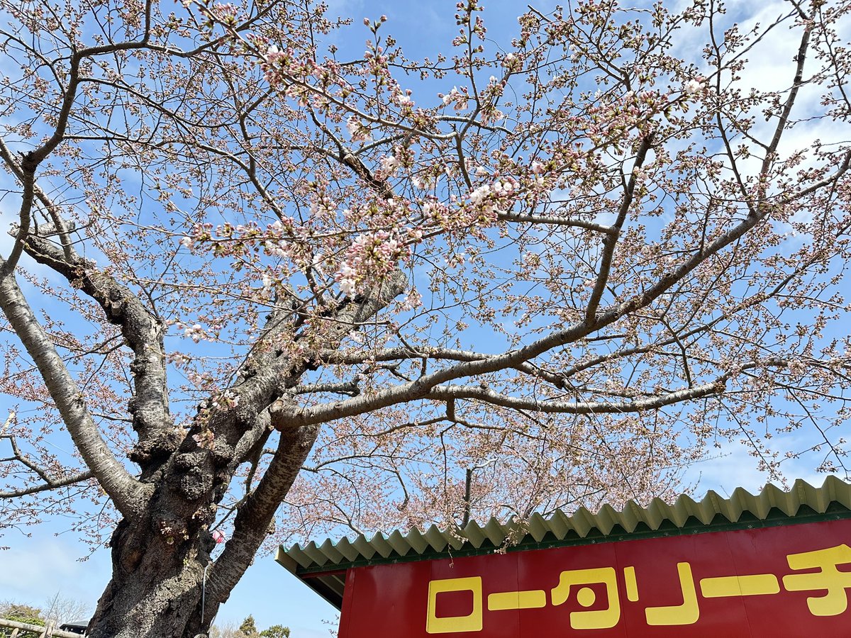 HK_KODOMONOKUNI's tweet photo. 【函館公園に露店が出ます！】
いよいよ明日4/20~5/6まで函館公園に露店が出店します🍖🍺🍢

桜もだんだんと咲き始めてきました🌸
お花見をしても🙆‍♀️こどものくにで遊んでも🙆‍♂️露店でたくさん食べても良し！
とっても楽しみです！

※駐車場が大変混雑する為、公共交通機関での来園をお勧めしています。 https://t.co/9fevWfQx8X
