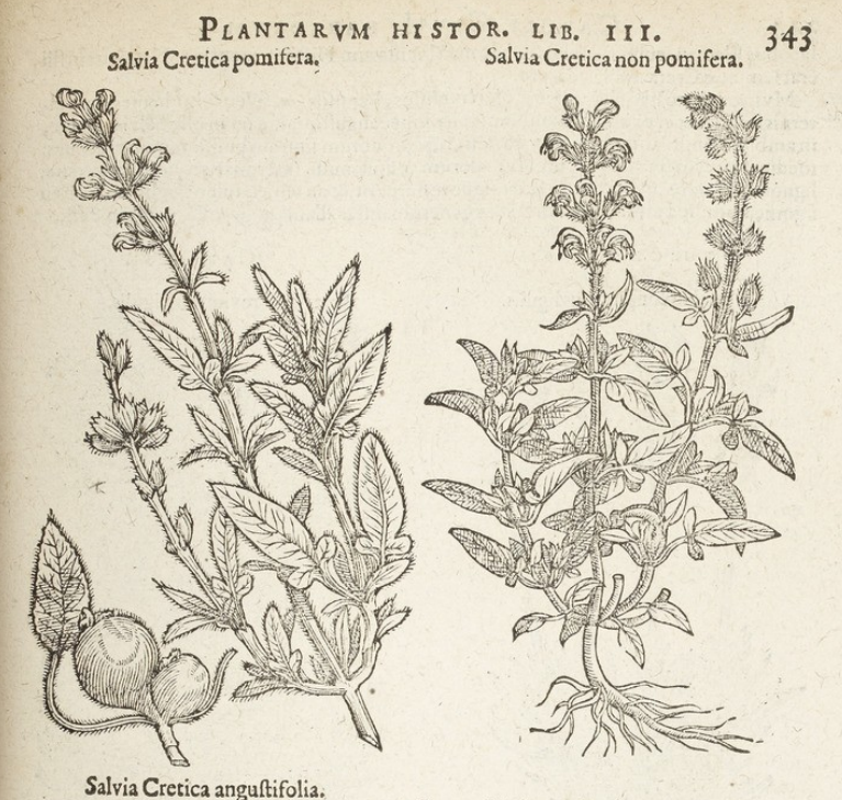 AntoineGuiguet's tweet photo. In his book on european flora published at the end of the 16th century, Clusius noticed that some Greek sage make "apples" and some don't, and had no idea why ๐ค... now we know that the "apples" are actually Rhodus cyprius galls!
#gall #gallwasp https://t.co/2ccpdtLIKI
