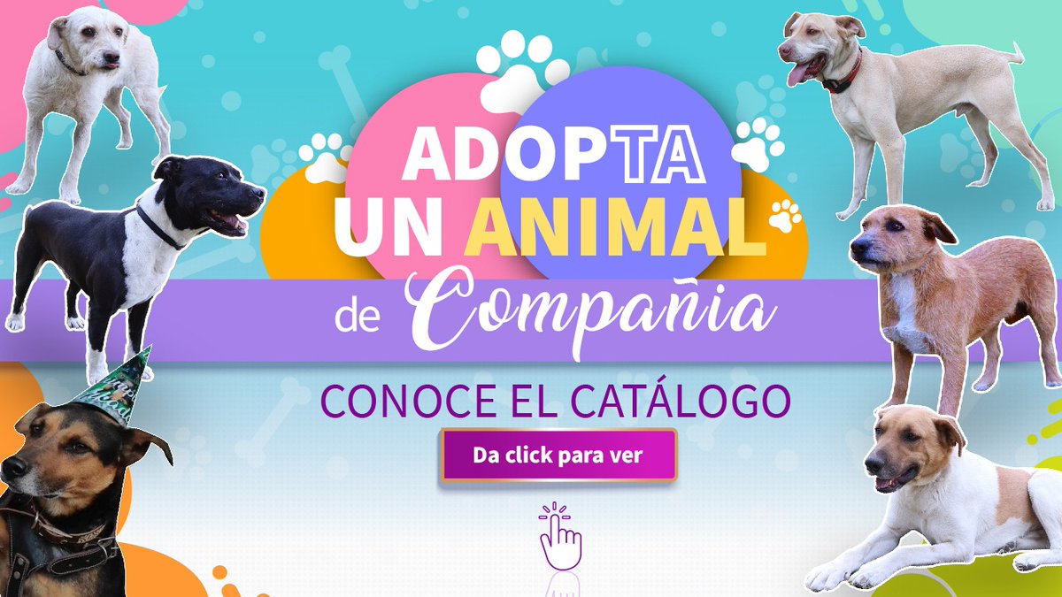 En la #SSC queremos que los perritos de nuestra #BVA encuentren un hogar, lleno de amor y cariño. Conoce a los lomitos disponibles para adopción. ¡Ábrele la puerta de tu casa al nuevo integrante de tu familia! #NoCompresAdopta. 👮🏻🐕👮🏻‍♂️️ Catálogo: bit.ly/BVA_AP2024