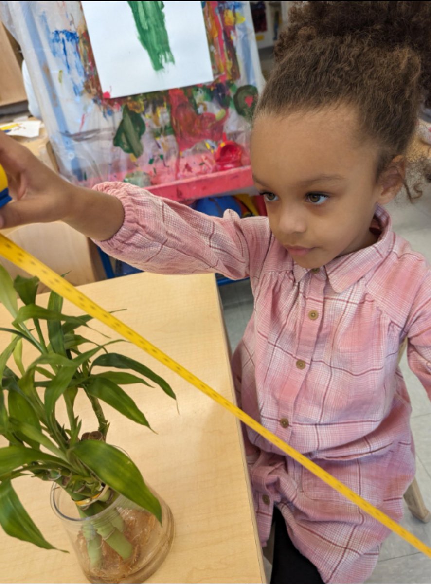 Q422 Students are in the Gardening Unit! They are measuring plants, planting seeds, and transforming their dramatic play center into a flower shop. @EDSSOofD24 @NYC_District24 @NYCBrightStarts @NYCSchools @DOEChancellor