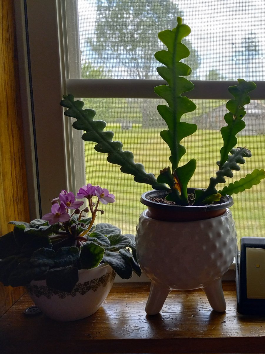 wretchedbiped's tweet photo. I finally bought myself a zigzag cactus.

(and a begonia and a plectranthus and two African violets and a variegated string of pearls and) https://t.co/OJv70QInGf