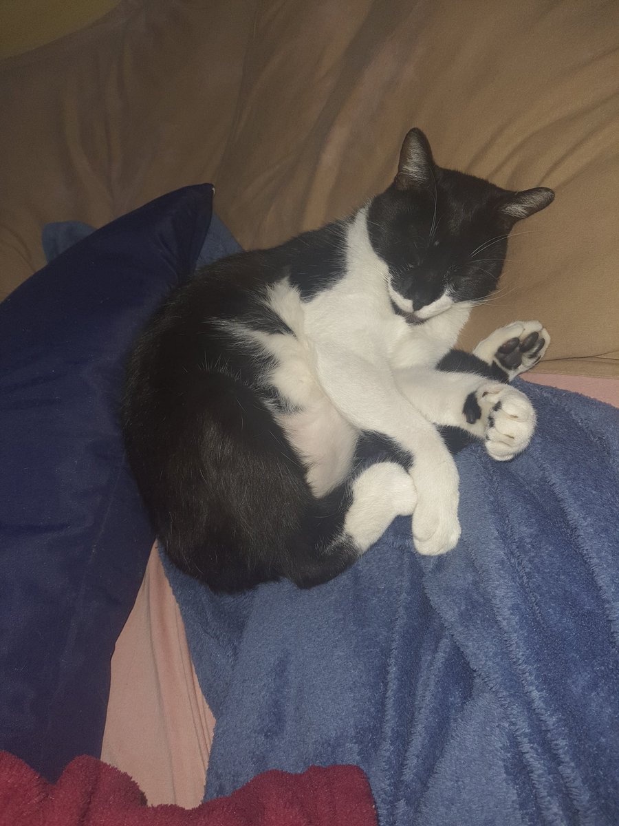 _Hualianlover's tweet photo. ⚠️‼️ GATO DESAPARECIDO NO RIO GRANDE DO SUL.

Oi gente, meu gato, o Chatolino, ele sumiu faz 2 dias :( ele tem umas falhas abaixo do queixo/no pescoço, alem de um machucado na coxa. Moro na cidade de canoas, porfavor, se qualquer pessoa achar ele, me avise. Meu numero no ALT. https://t.co/IWVyHbRXT8