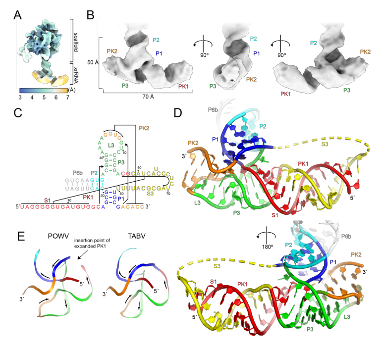 RhysHParry's tweet photo. Some gorgeous work from @JeffreyKieft lab on the Tick-borne flavivirus exoribonuclease-resistant RNAs. Showing they contain a  ‘double loop’ structure @RNAStructureBot  https://t.co/gE0VcmeF8T https://t.co/J4Rpe4P2y2