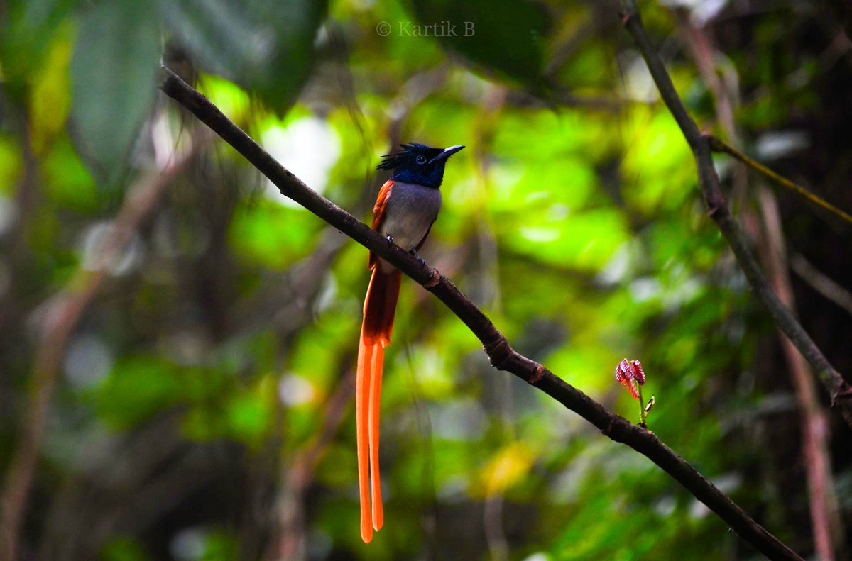 Indian Paradise Flycatcher (Terpsiphone paradisi) - nominate sub sp, rufous morph for #flycatcherfriday - Surla, N. Goa - Nov 23.

#IndiAves #ThePhotoHour #natgeoyourshot #channel169 #birdphotography #BirdsSeenIn2023 #BBCWildlifePOTD #NikonCreators #birdsinhabitat #westernghats