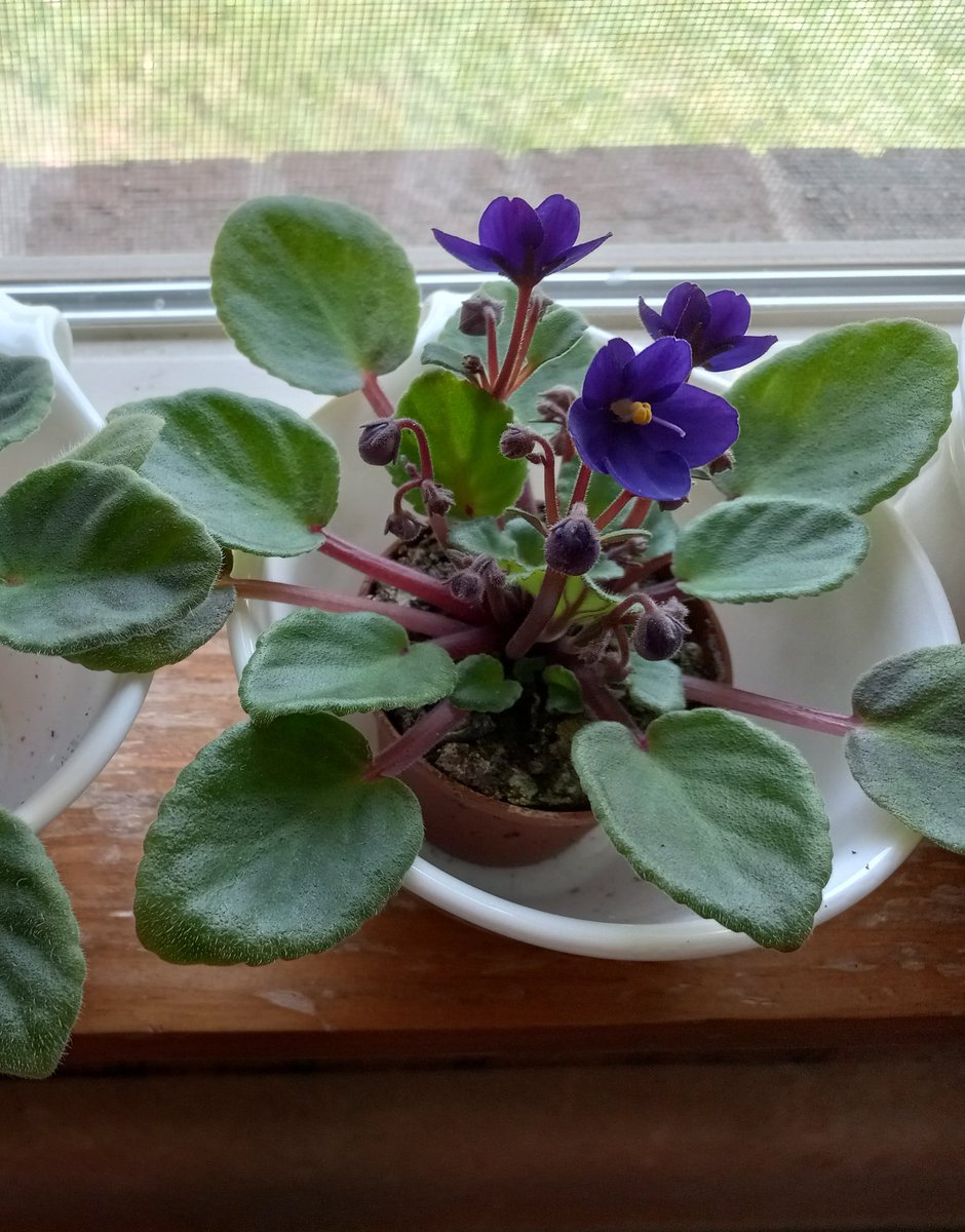 wretchedbiped's tweet photo. Also RIP my favorite African violet, which died for no reason I was ever able to identify. I keep hoping to get another dark purple one, but every time I order a random (read: cheaper) one I just get more pink. https://t.co/9PZl6Y6KYp