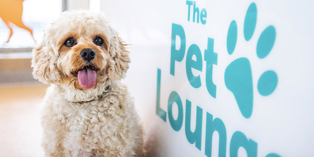 🐶 Great news! Our pet lounge is now open on the #PODover <> #POCalais route. Please see here for more details 🔗 poferries.com/en/routes/dove…