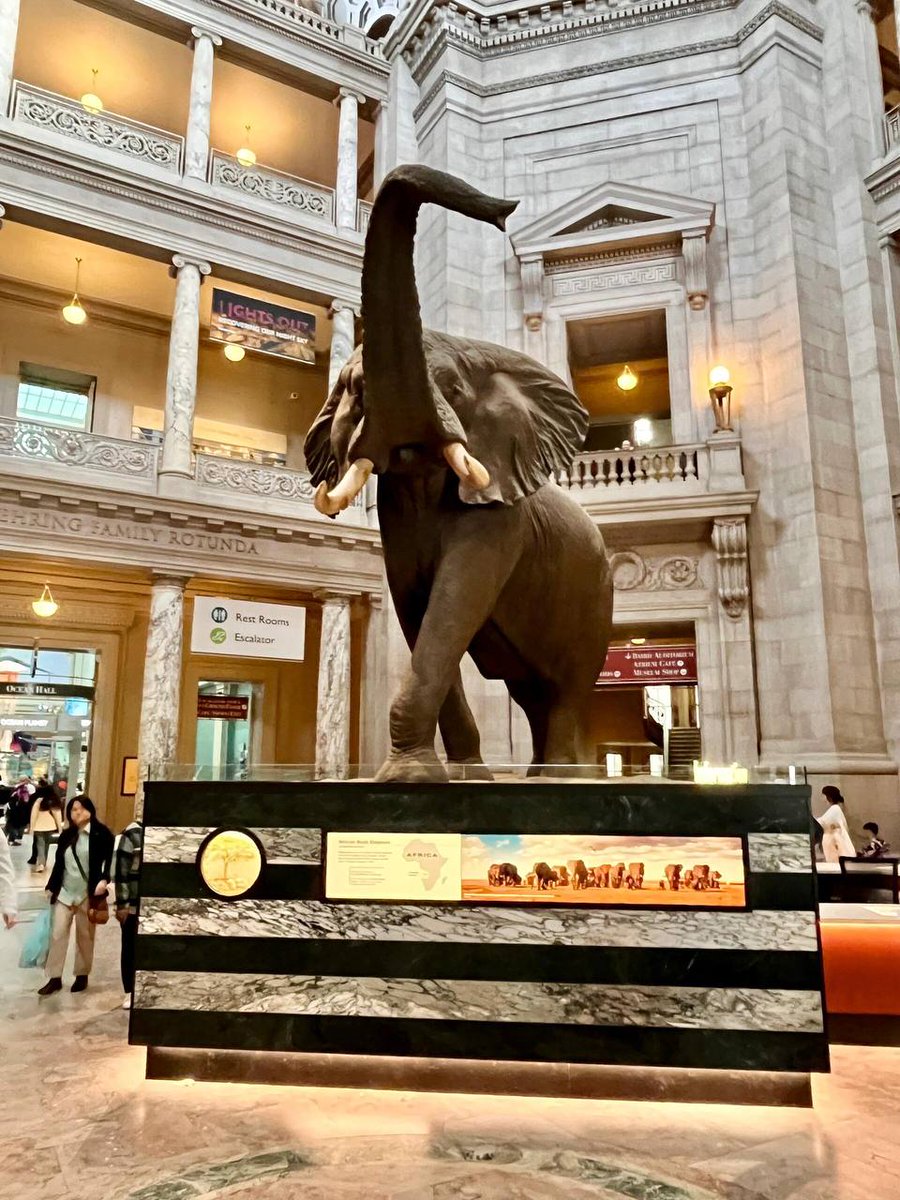 A symbol of Elegance🥰😍🥰