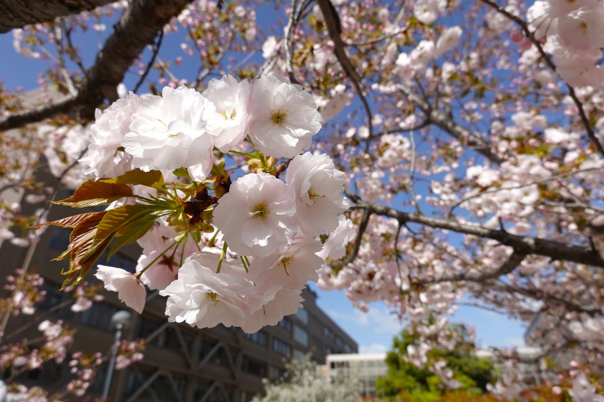A pleasant morning on #Matsumoto #campus @ShinshuUni. We still enjoy cherry blossoms, and the campus is getting more #verdant day by day. #studyinjapan #campuslife #university #Students #cherryblossom #spring #sunnyday