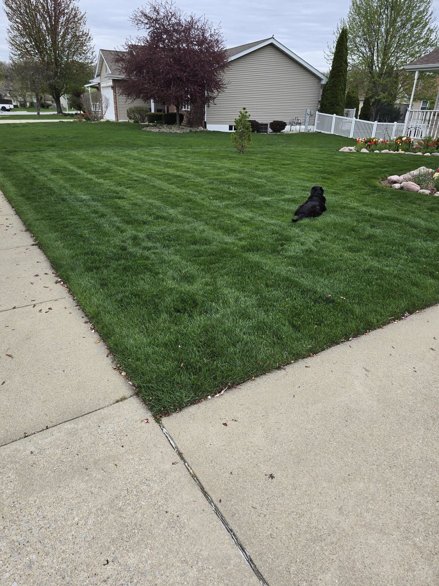 I had to share my lawn I planted last fall.
I switched to using liquid fertilizer applied with a 4 gallon backpack sprayer. 
Each application for my yard is around $2.50 per application, where my neighbors are paying a company $80.00 per application.